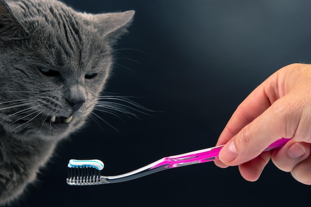 Toothbrush with toothpaste for brushing teeth with a gray cat feline veterinary and health care