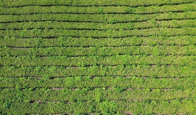 Top aerial view of green tea garden