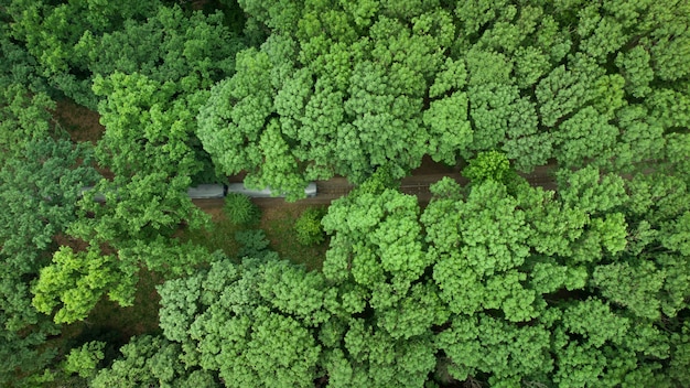 Top aerial view of a narrow gauge train moving through a beautiful summer green forest.