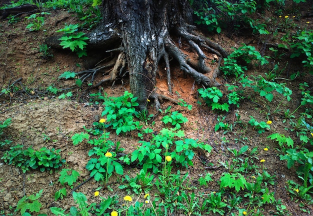 Foto radici allineate in alto sullo sfondo dell'albero del parco