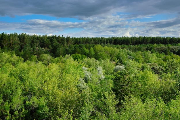 Top bomen groen dicht bos en wolken tegen blauwe lucht
