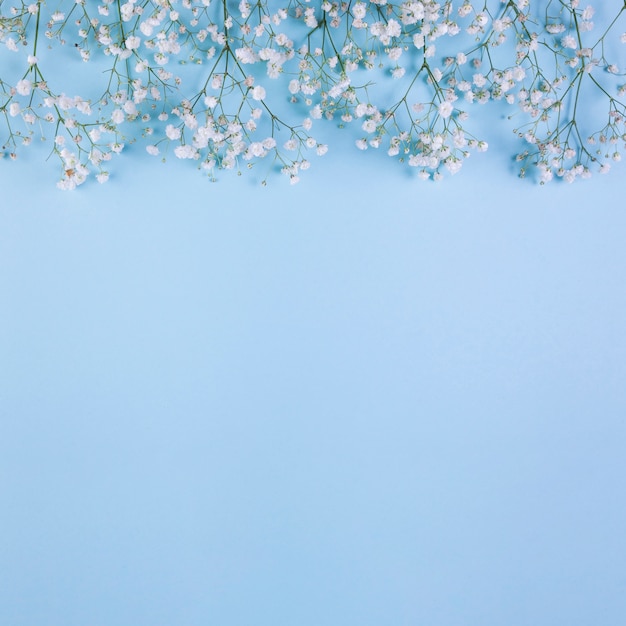 Photo top border made with white baby's breath flowers on blue background