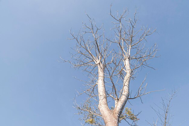 Foto top di rami legno secco con sfondo cielo blu