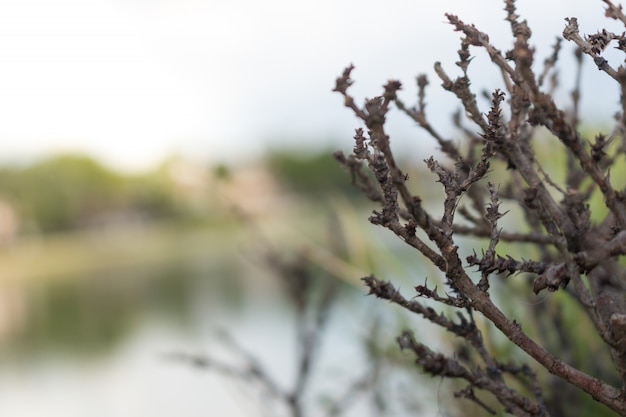 Фото Верхние ветви маленького мертвого дерева с голым у озера