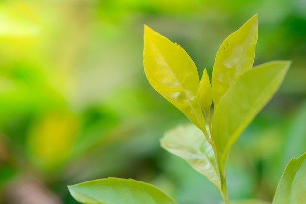 植物の上部芽