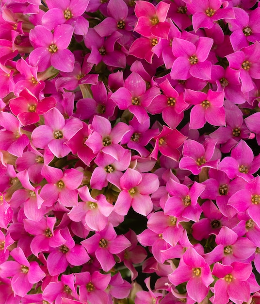 Top closeup view of a group of pink flowers. Spring backdrop.