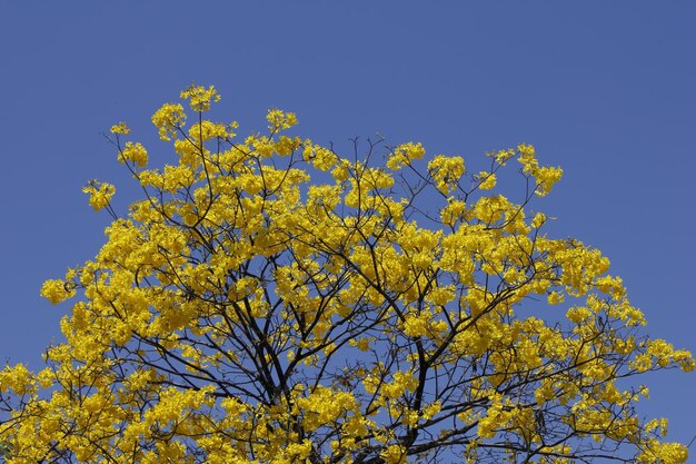 Photo top of the crown of a golden trumpet tree handroanthus albus during flowering season