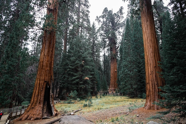 写真 カリフォルニア州セコイア国立公園の下から撮られた巨大なセコイヤの樹冠