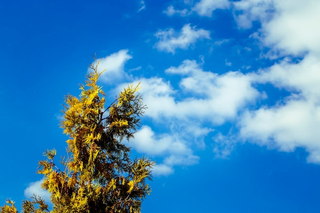 Top of a cypress