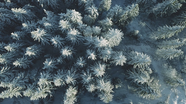 Top down aerial snow fir mountain forest winter nobody nature landscape snowy pine trees at