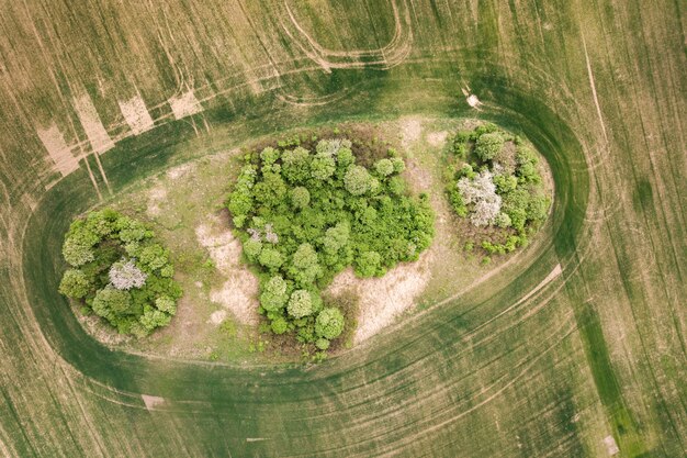 Foto top-down vista aerea del campo verde con baldacchini di alberi nel mezzo.