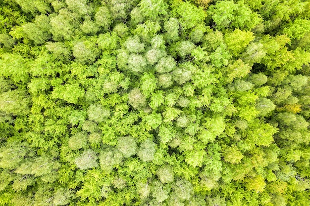 Top down aerial view of green summer forest with canopies of many fresh trees.