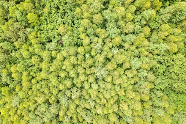 Vista aerea dall'alto verso il basso della foresta estiva verde con tettoie di molti alberi freschi.