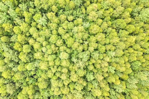 많은 신선한 나무의 캐노피가 있는 녹색 여름 숲의 공중 전망을 하향식으로 감상하십시오.