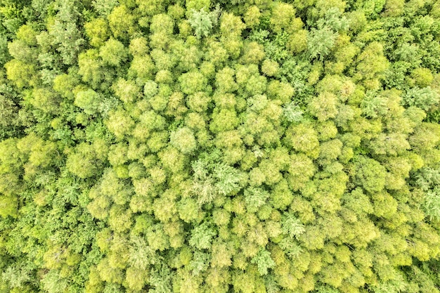 Top down aerial view of green summer forest with canopies of many fresh trees.