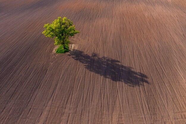 top down aerial view on a lone tree in the middle of a cultivated field field with tractor tracks copy space