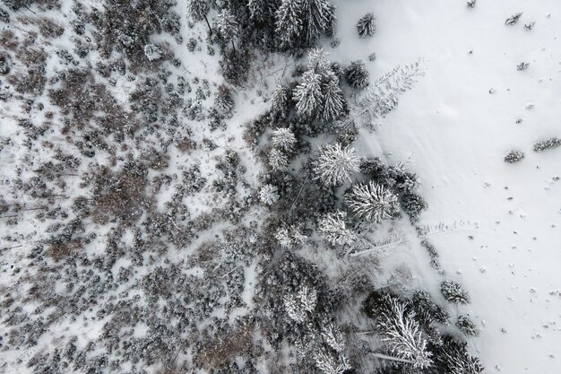 Top down aerial view of snow covered evergreen pine forest after heavy snowfall in winter mountain woods on cold quiet day.