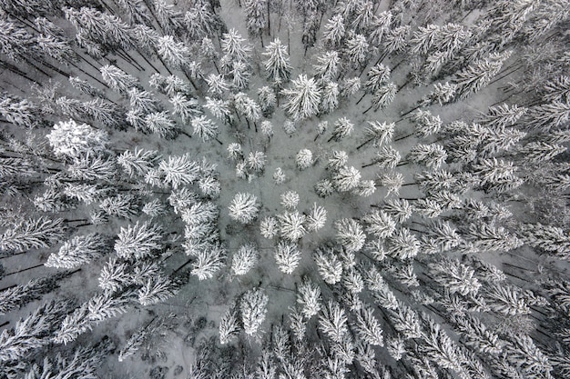 Top down aerial view of snow covered evergreen pine forest after heavy snowfall in winter mountain woods on cold quiet day.