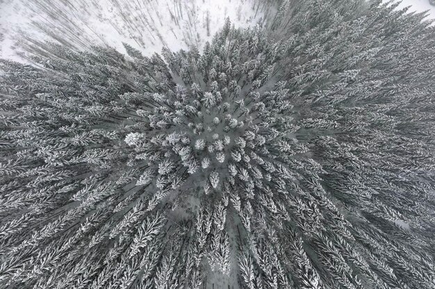 Top down aerial view of snow covered evergreen pine forest after heavy snowfall in winter mountain woods on cold quiet day.