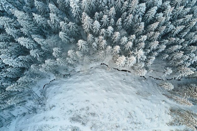 Top down aerial view of snow covered evergreen pine forest after heavy snowfall in winter mountain woods on cold quiet day.