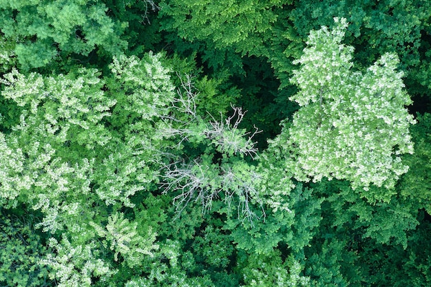 Top down flat aerial view of dark lush forest with blooming green trees canopies in spring