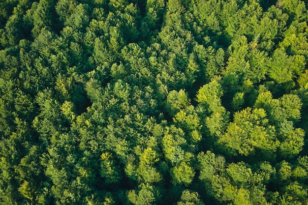 Top down flat aerial view of dark lush forest with green trees canopies in summer.