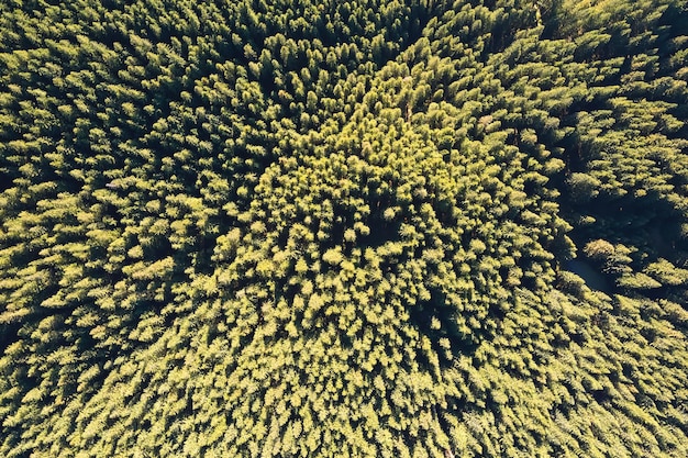 夏の緑の木々の天蓋と暗い緑豊かな森のトップダウンフラット空中写真