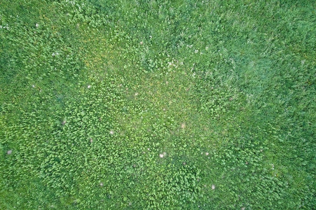 Top down flat aerial view of dark lush forest with green trees canopies in summer