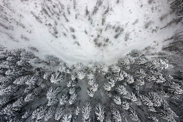 Top-down luchtfoto van besneeuwd groenblijvend dennenbos na zware sneeuwval in winterbergbossen op koude rustige dag.