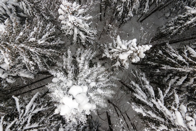 Top-down luchtfoto van besneeuwd groenblijvend dennenbos na zware sneeuwval in winterbergbossen op koude rustige dag.