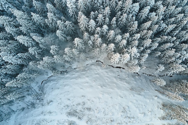 Top-down luchtfoto van besneeuwd groenblijvend dennenbos na zware sneeuwval in winterbergbossen op koude rustige dag.