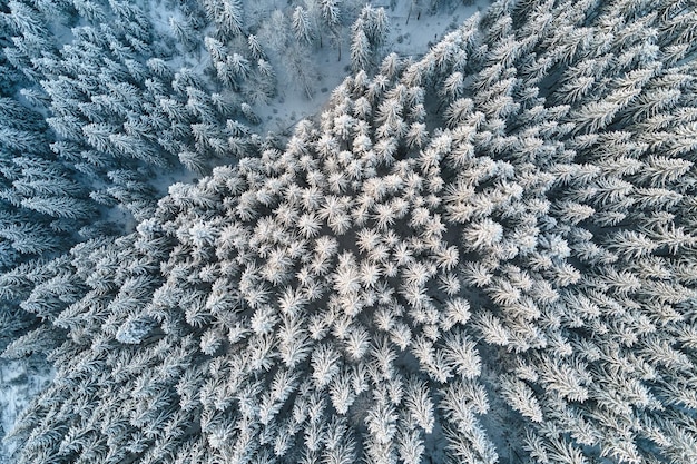 Top-down luchtfoto van besneeuwd groenblijvend dennenbos na zware sneeuwval in winterbergbossen op koude rustige dag.