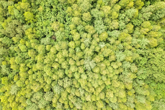 Top-down luchtfoto van groen zomerbos met luifels van veel verse bomen.