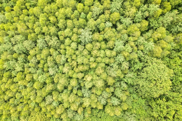 Top-down luchtfoto van groen zomerbos met luifels van veel verse bomen.