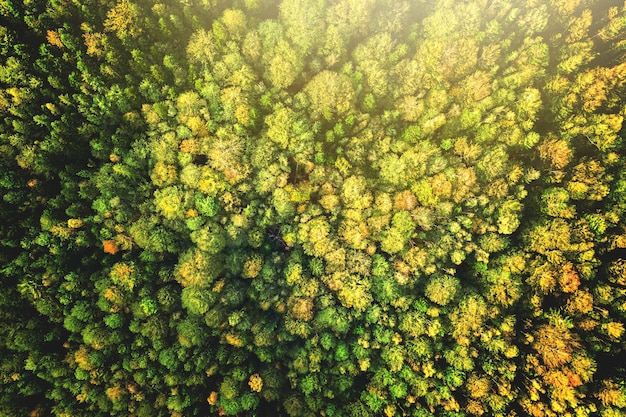 Top-down luchtfoto van heldergroene sparren en gele herfstbomen in herfstbos.