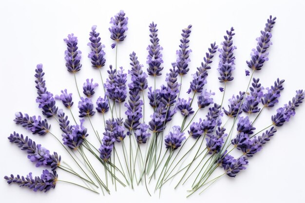 Top down perspective of white background adorned with a cluster of recently harvested lavender flowe