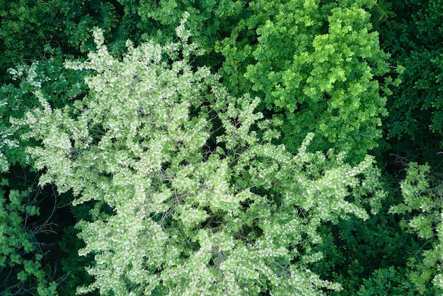 Top-down platte luchtfoto van donker weelderig bos met bloeiende groene bomen luifels in de lente