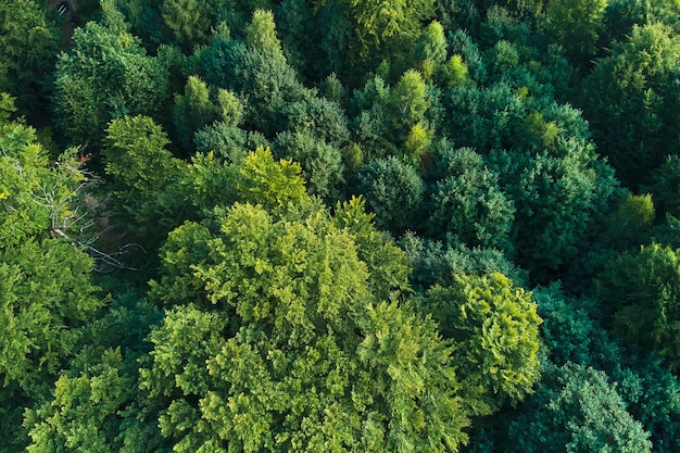 Top-down platte luchtfoto van donker weelderig bos met groene bomen luifels in de zomer.