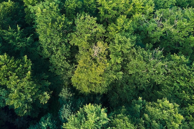 Top-down platte luchtfoto van donker weelderig bos met groene bomen luifels in de zomer.