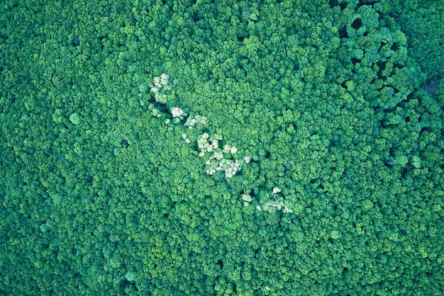 Top-down platte luchtfoto van donker weelderig bos met groene bomen luifels in de zomer