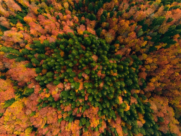 Вид сверху на осенний лес, вид с дрона сверху на деревья в осенний сезон. Естественный фон.