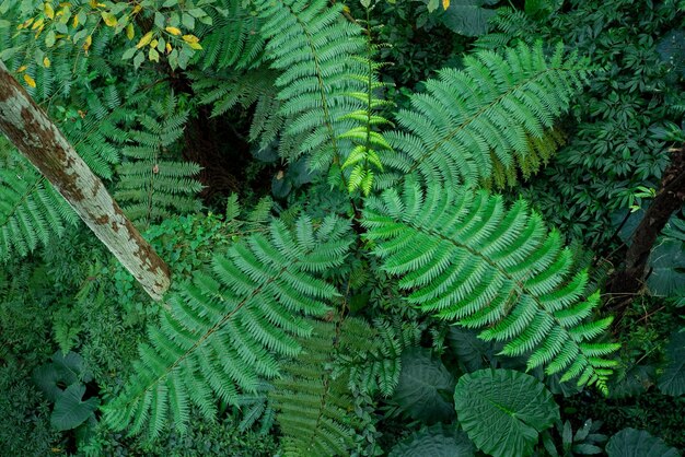 Top down view of the fern plant