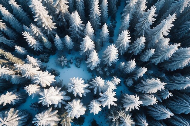 겨울에 숲의 위쪽 아래로 보이는 숲의 겨울 풍경