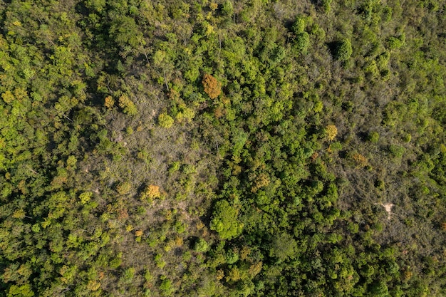 Top down view of lush greenery forest