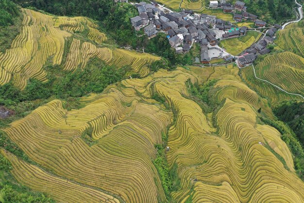 Photo top down view of rice fields in china - longji