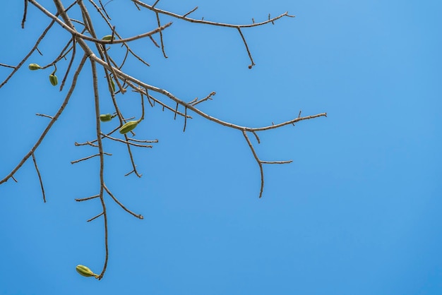 Foto parte superiore del legno secco con cielo blu