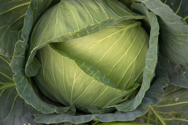 Top Front view Organic green cabbage