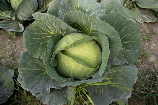 Top Front view Organic green cabbage