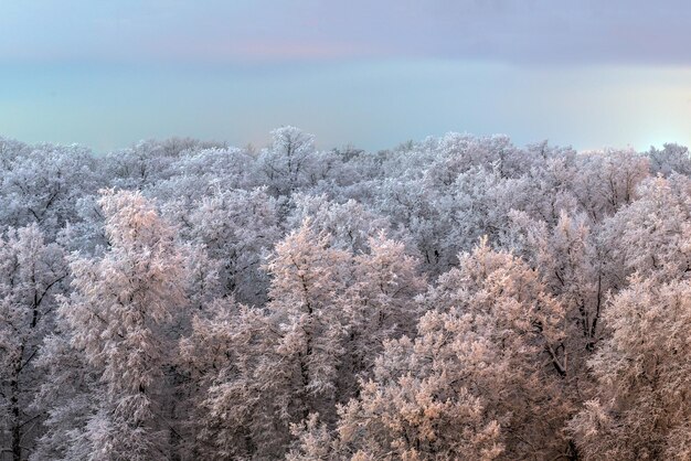 Top of frozen winter forest landscape at cloudy weather with soft light