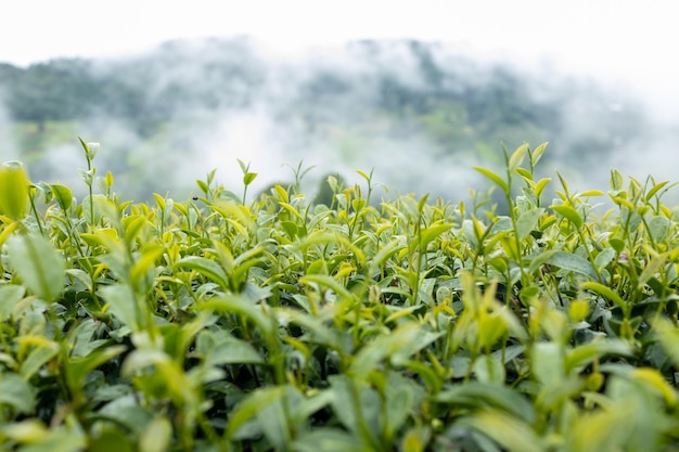 Top of Green tea leaf in the morning tea plantation